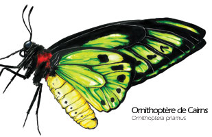 Ornithoptère de Cairns papillon dessin - Ornithoptera priamus illustration scientifique