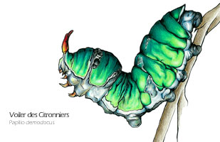 Voilier des Citronniers chenille dessin - Papilio demodocus illustration scientifique