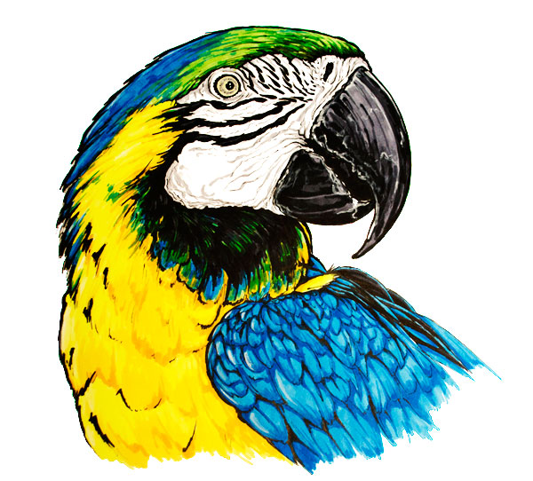 Ara bleu perroquet dessin - Ara ararauna illustration scientifique