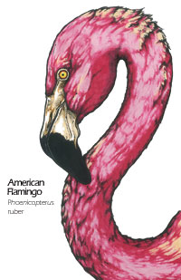 American Flamingo drawing - Phoenicopterus ruber scientific illustration