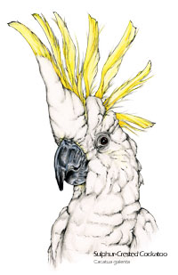 Sulphur-crested cockatoo parrot drawing - Cacatua galerita scientific illustration