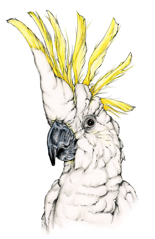Sulphur-crested cockatoo parrot drawing art - Cacatua galerita scientific illustration