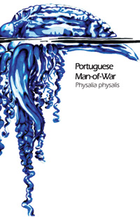 Portuguese man-of-war drawing - Physalia physalis scientific illustration