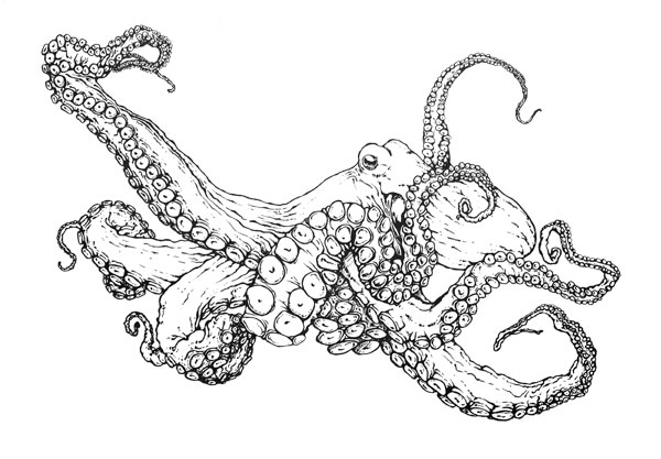 Pieuvre commune coloriage - Octopus vulgaris illustration scientifique