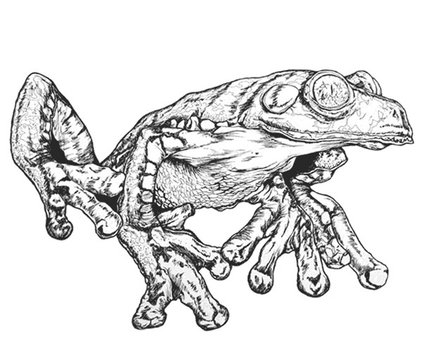 Grenouille feuille d'Amazonie dessin - Agalychnis craspedopus Cruziohyla craspedopus illustration scientifique