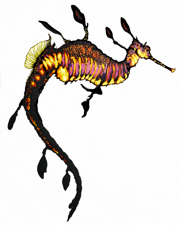 Dragon de mer vegetal dessin - Phyllopteryx taeniolatus illustration scientifique