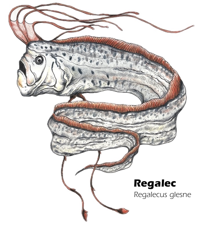 Régalec dessin réaliste - Regalecus glesne illustration scientifique