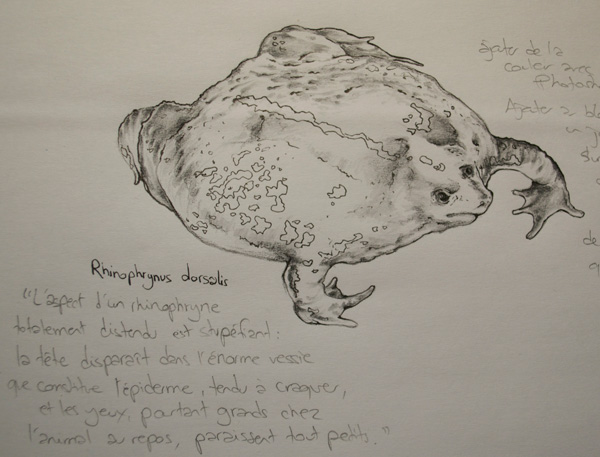 Croquis au crayon d'un crapaud fouisseur du Mexique'
