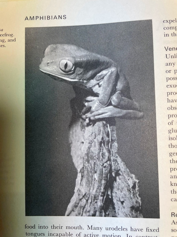 Photo noire et blanc d'une grenouille à feuilles de Burmeister, aussi appelée grenouille à feuilles commune - Phyllomedusa burmeisteri