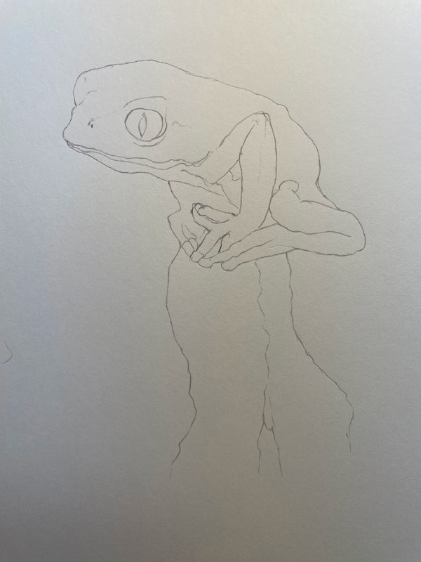 Croquis au crayon d'une grenouille à feuilles de Burmeister, aussi appelée grenouille à feuilles commune - Phyllomedusa burmeister