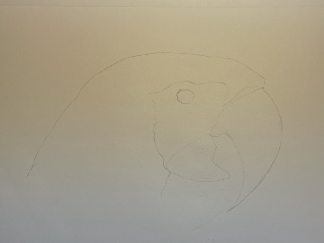 Comment dessiner un perroquet - Ara Macao. Dessiner les contours du visage.