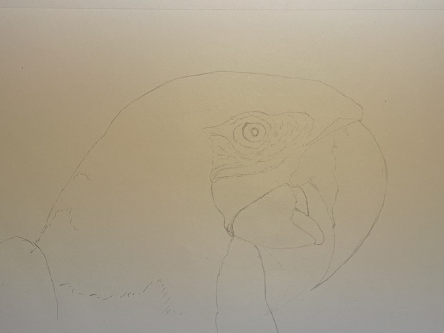 Comment dessiner un perroquet - Ara Macao. Ajouter les derniers détails de l'esquisse.