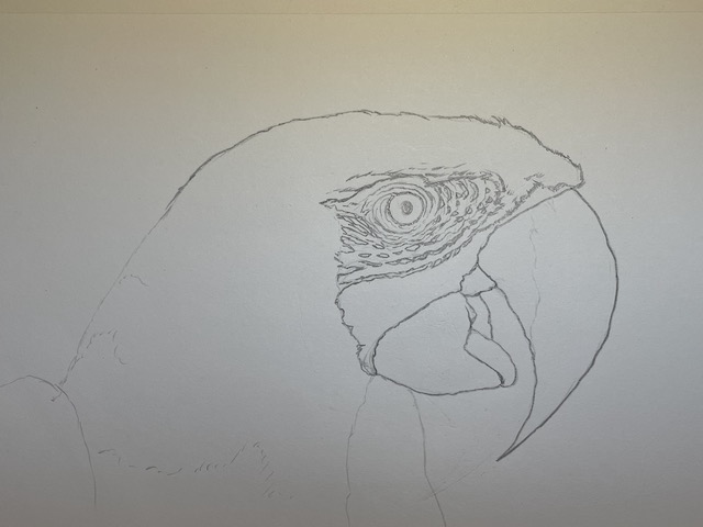 Comment dessiner un perroquet - Ara Macao. Tracer le contour du bec.