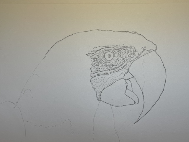 Comment dessiner un perroquet - Ara Macao. Tracer les rides du visage.