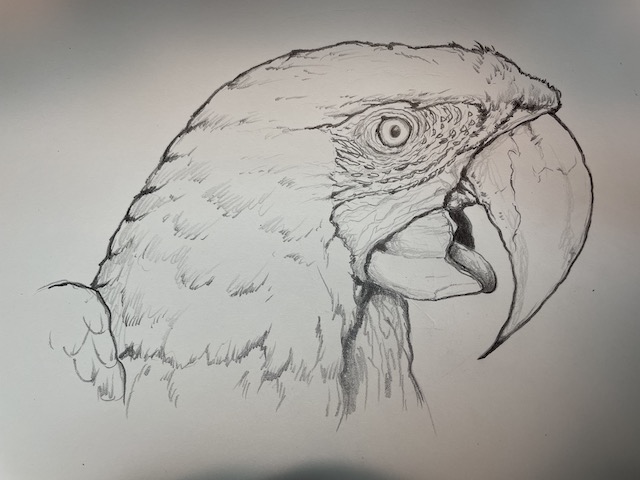 Apprenez comment dessiner un perroquet réaliste ara macao étape par étape avec vidéo