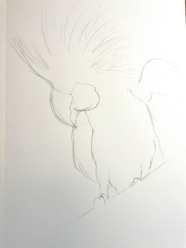 Comment dessiner un perroquet - Cacatoès noir. Commencer par dessiner un contour approximatif.