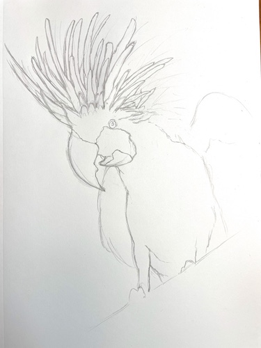 Comment dessiner un perroquet - Cacatoès noir. Dessiner les contours de la crête.