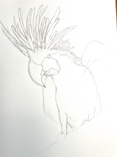 Comment dessiner un perroquet - Cacatoès noir. Dessiner les plumes du cou.