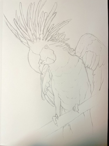 Comment dessiner un perroquet - Cacatoès noir. Dessiner les ailes.