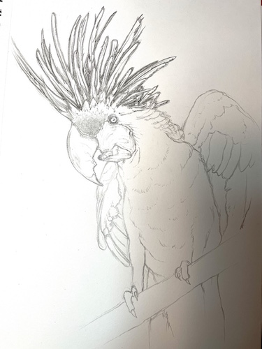 Comment dessiner un perroquet - Cacatoès noir. Ajouter les détails et les ombres.