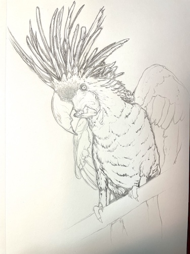 Comment dessiner un perroquet - Cacatoès noir. Ajouter les plumes sur le corps.