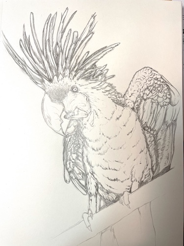 Comment dessiner un perroquet - Cacatoès noir. Ajouter le détail des plumes sur les ailes.