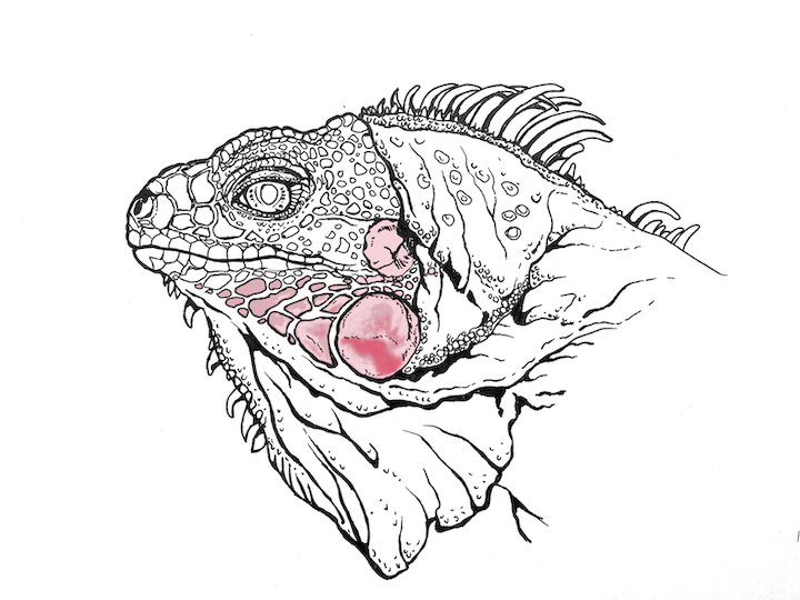 Comment colorier un portrait d'iguane vert réaliste - Lézard Iguana iguana. Écailles rose foncé.