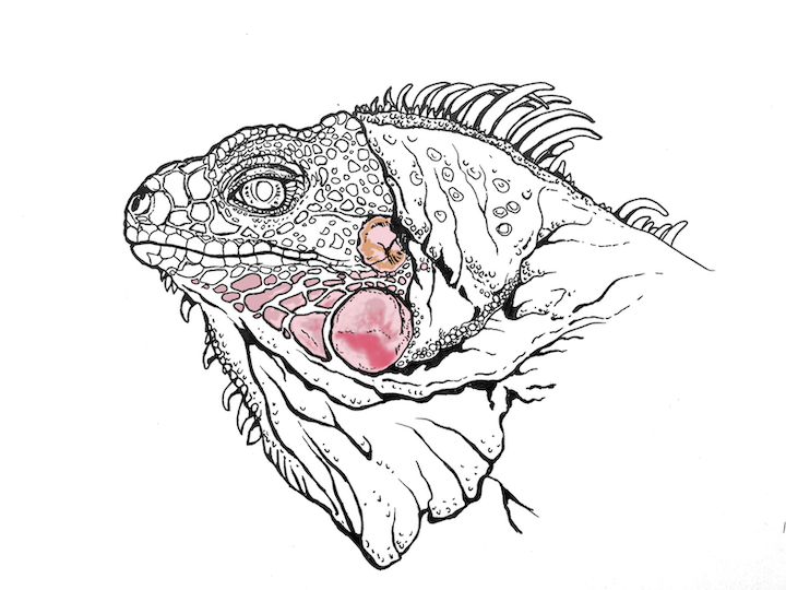 Comment colorier un portrait d'iguane vert réaliste - Lézard Iguana iguana. Tympan brun moyen.