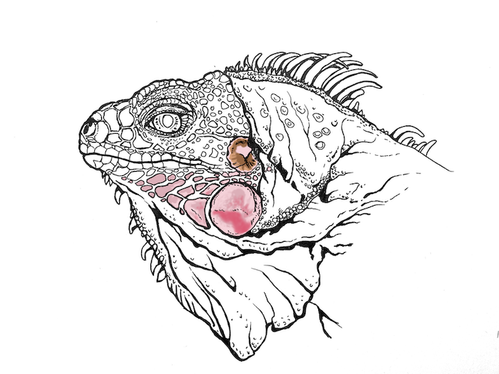 Comment colorier un portrait d'iguane vert réaliste - Lézard Iguana iguana. Tympan brun foncé.