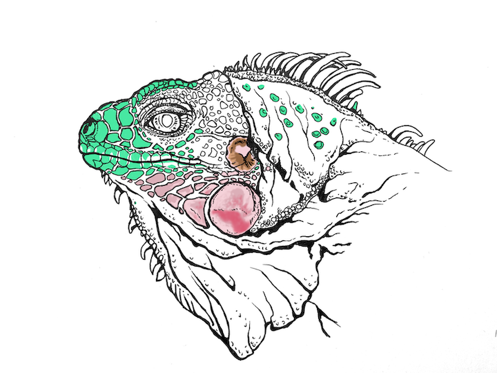 Comment colorier un portrait d'iguane vert réaliste - Lézard Iguana iguana. Écailles du visage vert moyen.