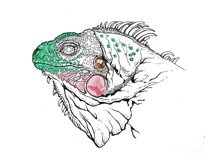 Comment colorier un portrait d'iguane vert réaliste - Lézard Iguana iguana. Écailles du visage vert foncé.