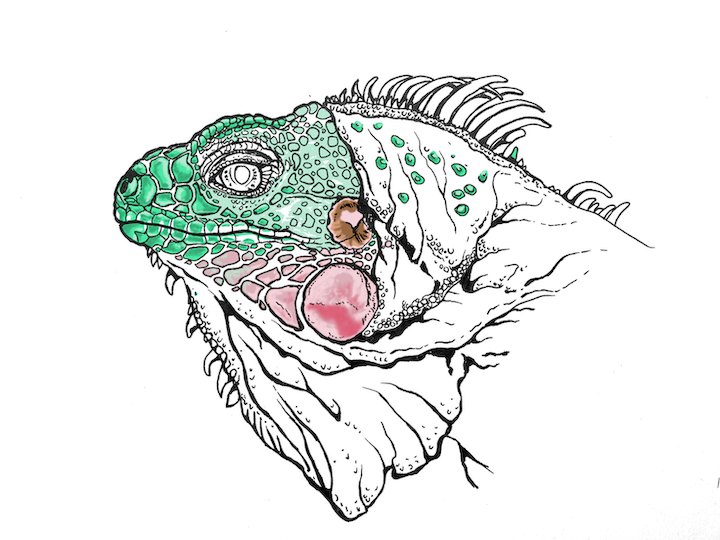 Comment colorier un portrait d'iguane vert réaliste - Lézard Iguana iguana. Écailles du visage vert pâle.