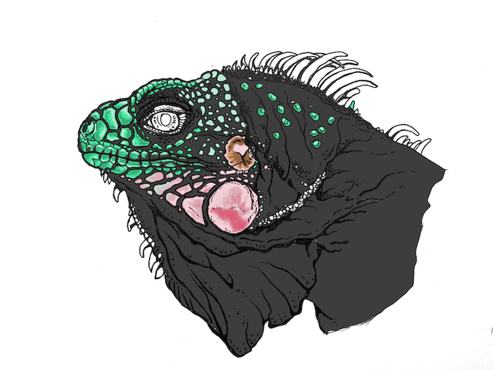 Comment colorier un portrait d'iguane vert réaliste - Lézard Iguana iguana. Peau gris foncé.