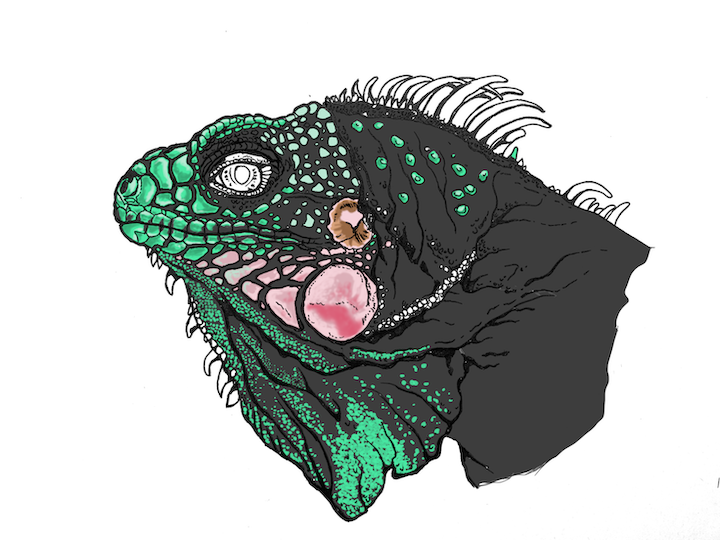 Comment colorier un portrait d'iguane vert réaliste - Lézard Iguana iguana. Points vert foncé écailles.