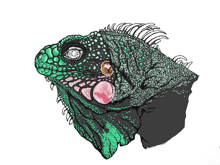 Comment colorier un portrait d'iguane vert réaliste - Lézard Iguana iguana. Points vert pâle écailles.