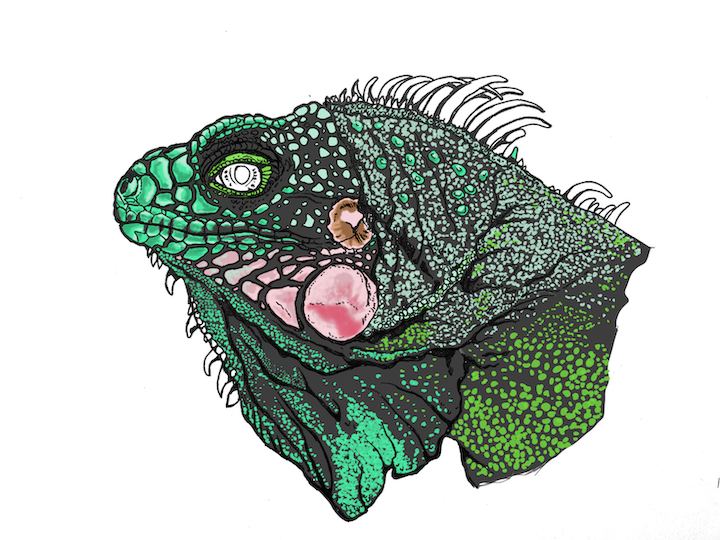 Comment colorier un portrait d'iguane vert réaliste - Lézard Iguana iguana. Points vert brillant écailles.
