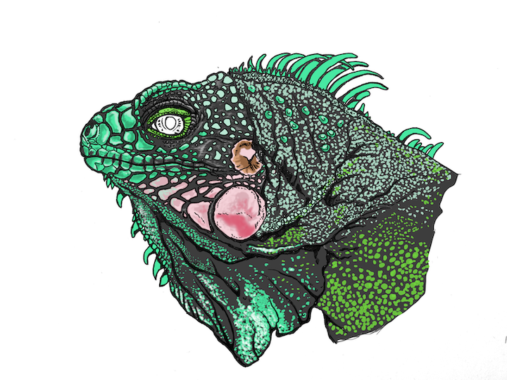 Comment colorier un portrait d'iguane vert réaliste - Lézard Iguana iguana. Épines vert moyen.