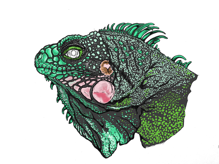 Comment colorier un portrait d'iguane vert réaliste - Lézard Iguana iguana. Épines ombres.