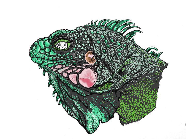 Comment colorier un portrait d'iguane vert réaliste - Lézard Iguana iguana. Épines reflets blancs.