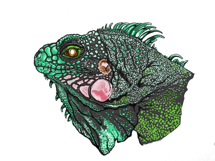 Comment colorier un portrait d'iguane vert réaliste - Lézard Iguana iguana. Oeil reflet brun.