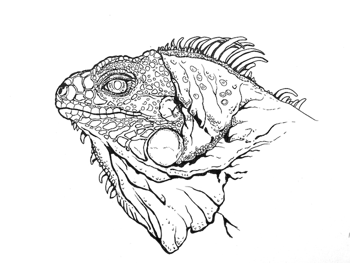 Dessin à colorier d'un portrait d'iguane vert réaliste.
