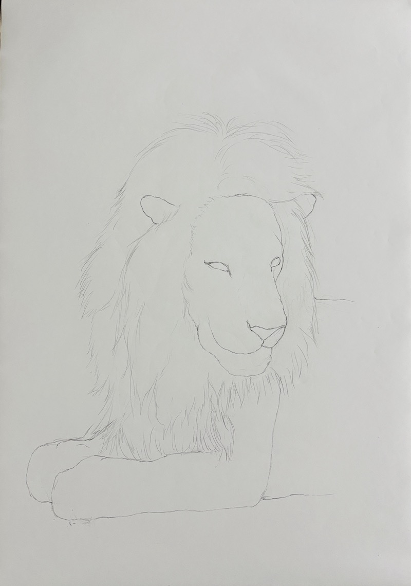 Dessin au crayon graphite d'un lion - étape 2.