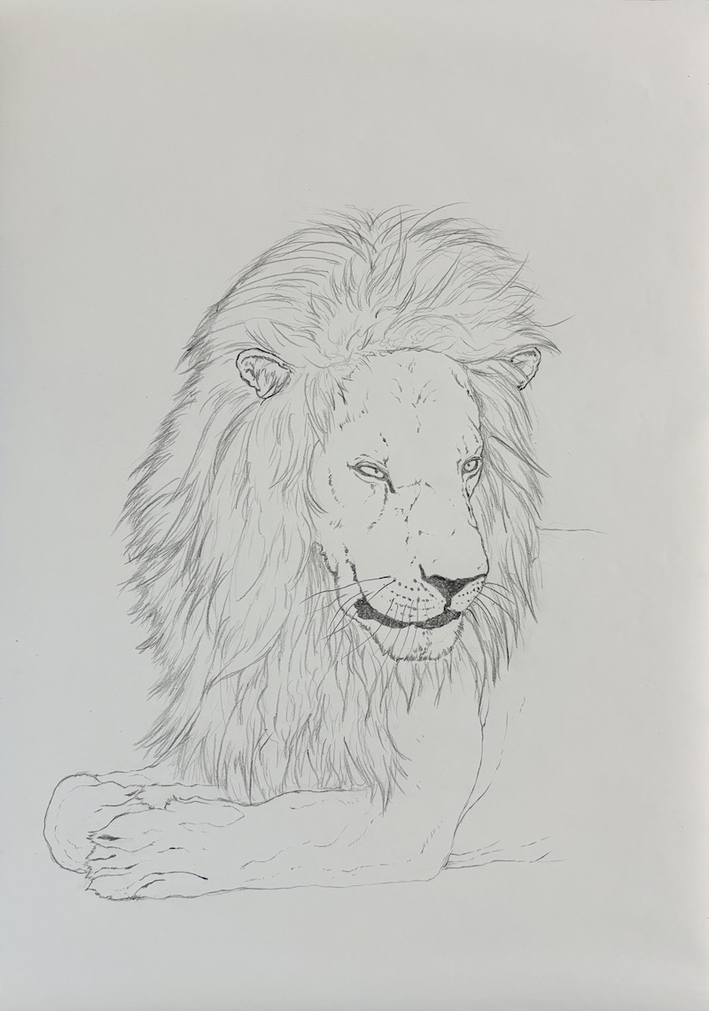 Dessin final au crayon graphite d'un lion réaliste - étape 6