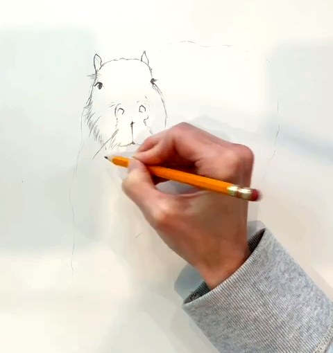 Étape 2 pour dessiner un capybara au crayon - Yeux, museau et oreilles dessinés au crayon sur le visage du capybara