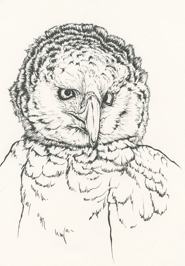 Dessin à l'encre d'une harpie féroce