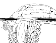 Dessin à colorier de physalie