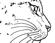 Dessin à colorier de chat siamois réaliste
