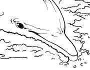 Dessin à colorier de grand dauphinréaliste