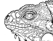 Dessin à colorier de portrait de iguane vert réaliste