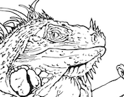 Dessin à colorier de iguane vert réaliste